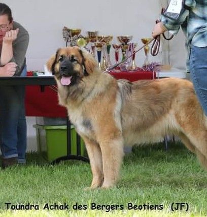 Toundra achak Des Bergers Beotiens