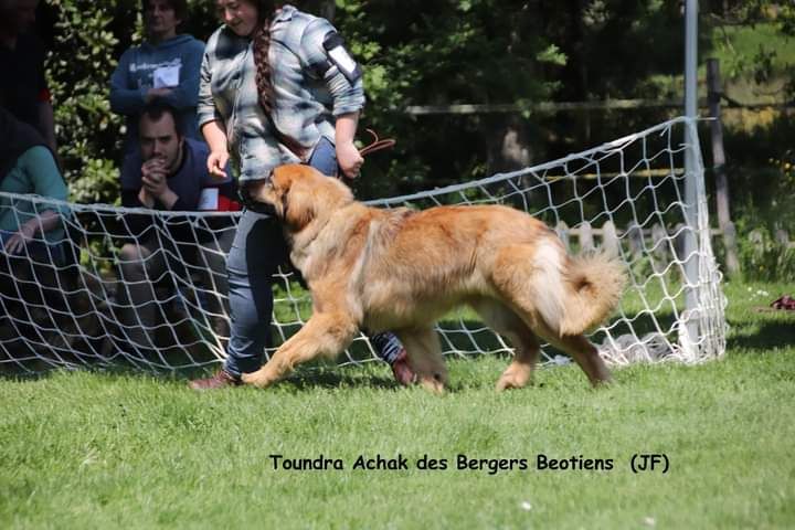 Toundra achak Des Bergers Beotiens