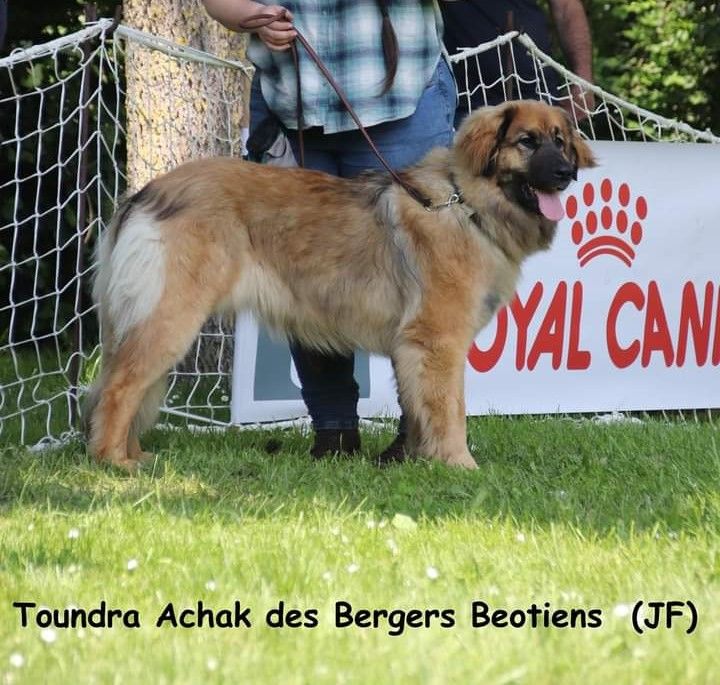 Toundra achak Des Bergers Beotiens