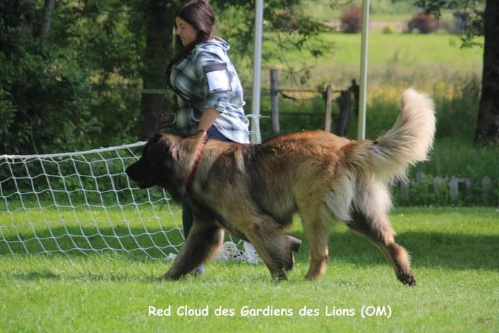 Red cloud Des Gardiens Des Lions