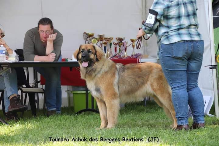 Toundra achak Des Bergers Beotiens