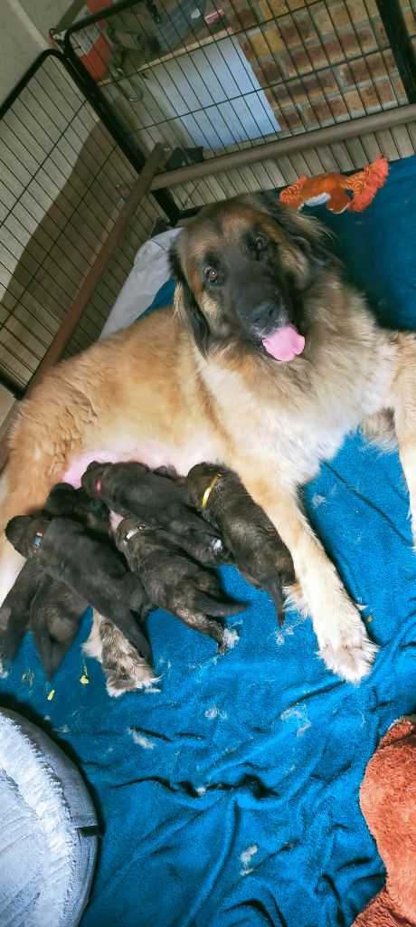 chiot Leonberger Des Bergers Beotiens